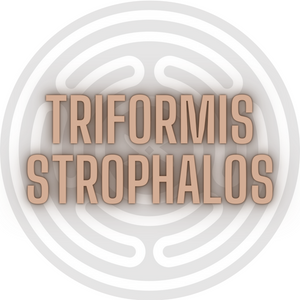 Triformis Correspondence Resin Strophalos